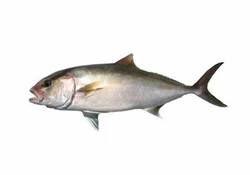 POISSON MTN